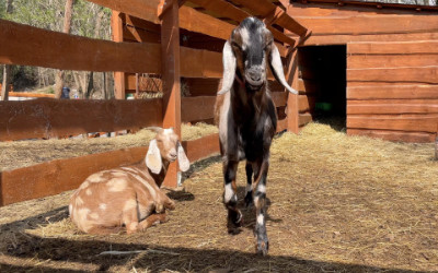 Anglonubijský kozel Joe – Farmapark u Toma